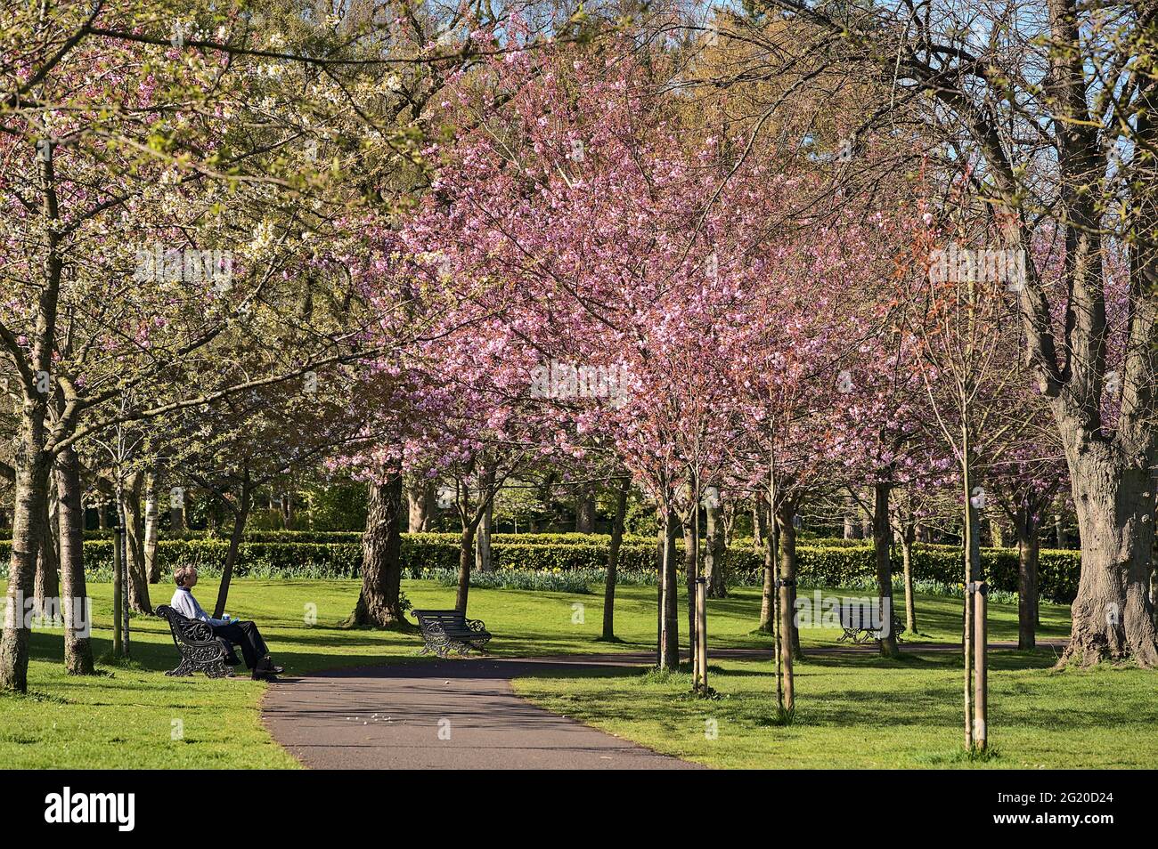 Bella vista primaverile di ciliegia rosa fiorente (Prunus Shogetsu Oku Miyako) alberi quasi vuoto vicolo e percorso a piedi durante COVID-19 blocco, Herbert Foto Stock