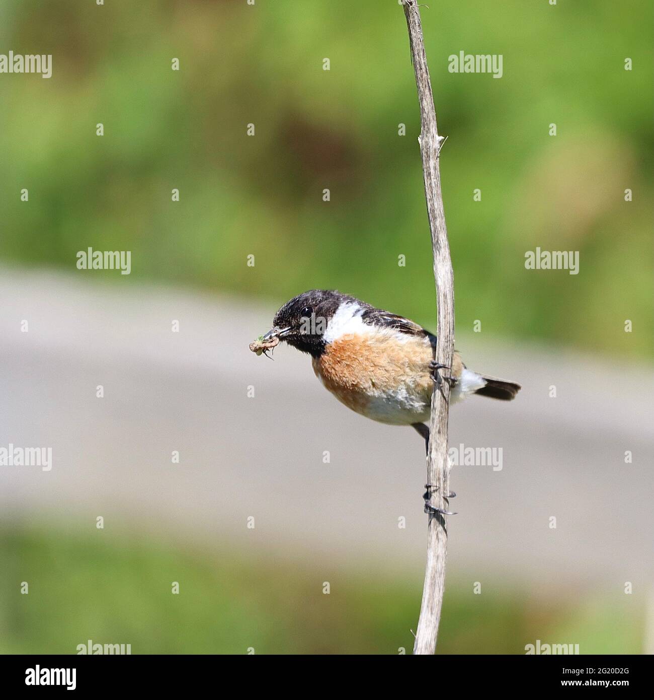 Stonechat uccello con insetti Foto Stock