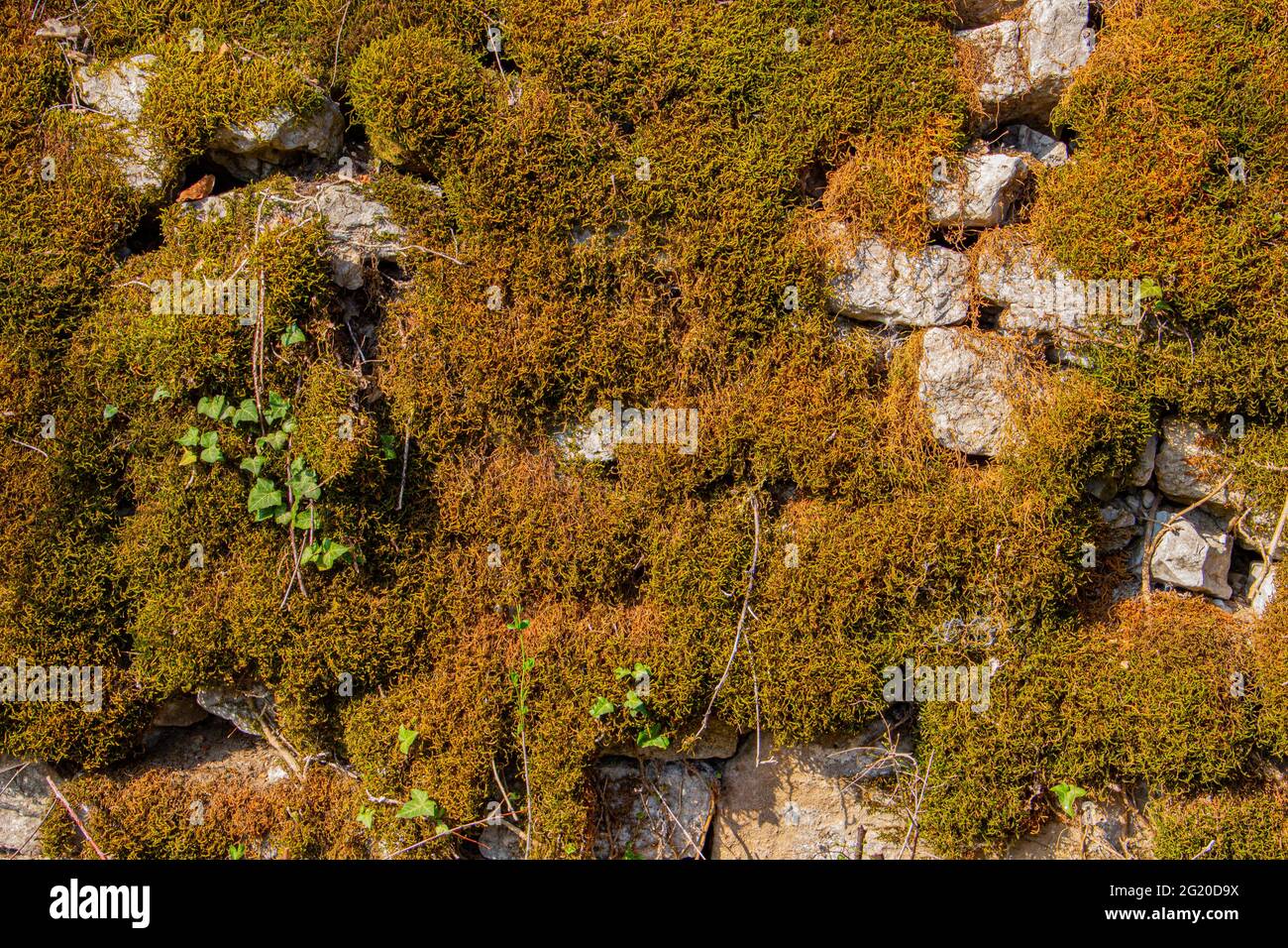 Vecchio muro di pietra naturale coperto di muschio verde e marrone e l'edera per sfondo naturale Foto Stock