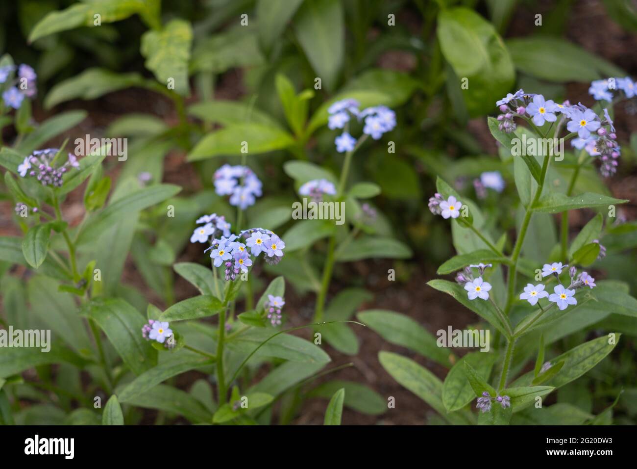 Fiori minuscoli di erbe di Scorpione, primaverile in giardino Foto Stock