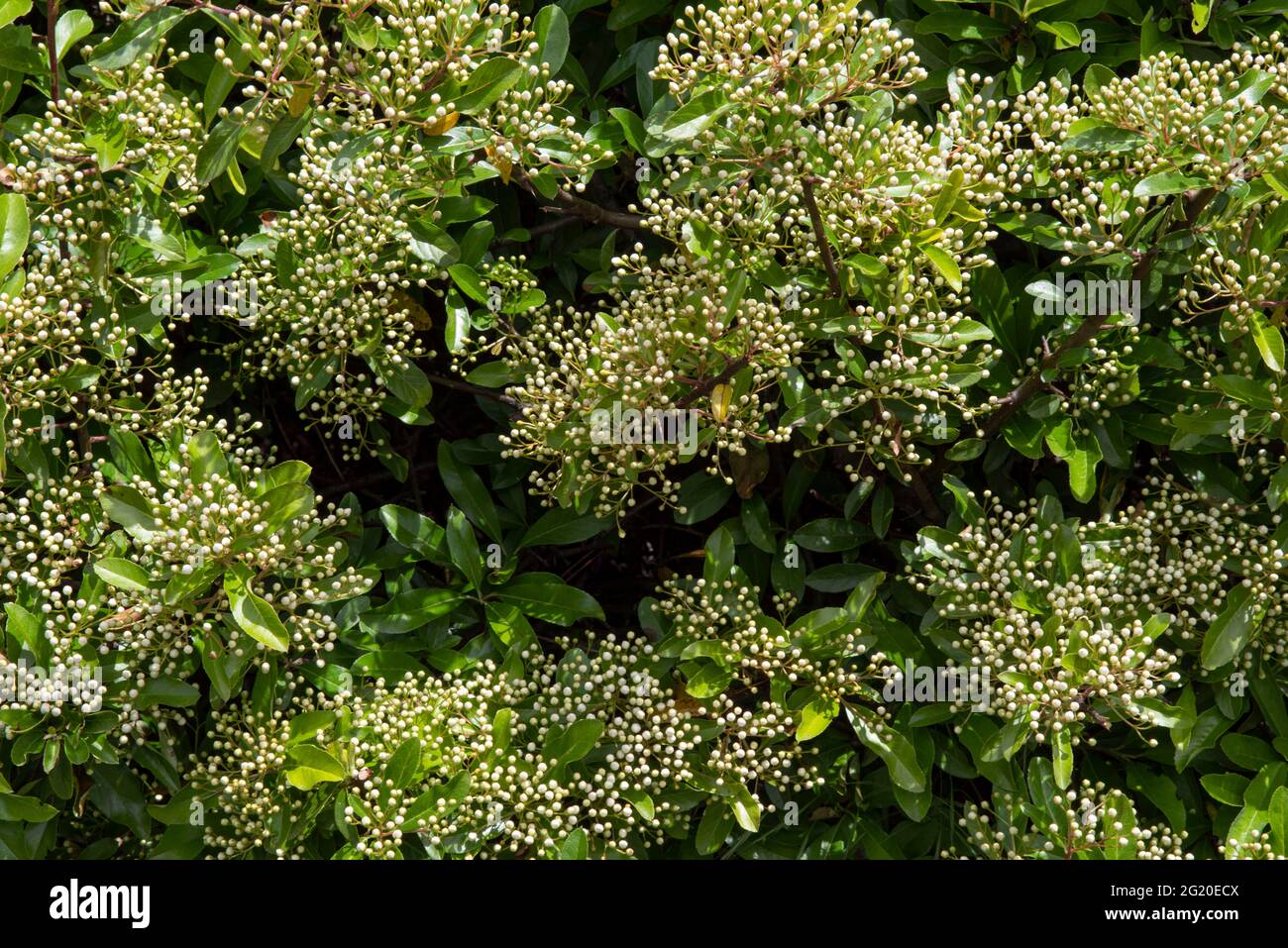 Primo piano di foglie verdi di un albero con boccioli di fiori bianchi Foto Stock