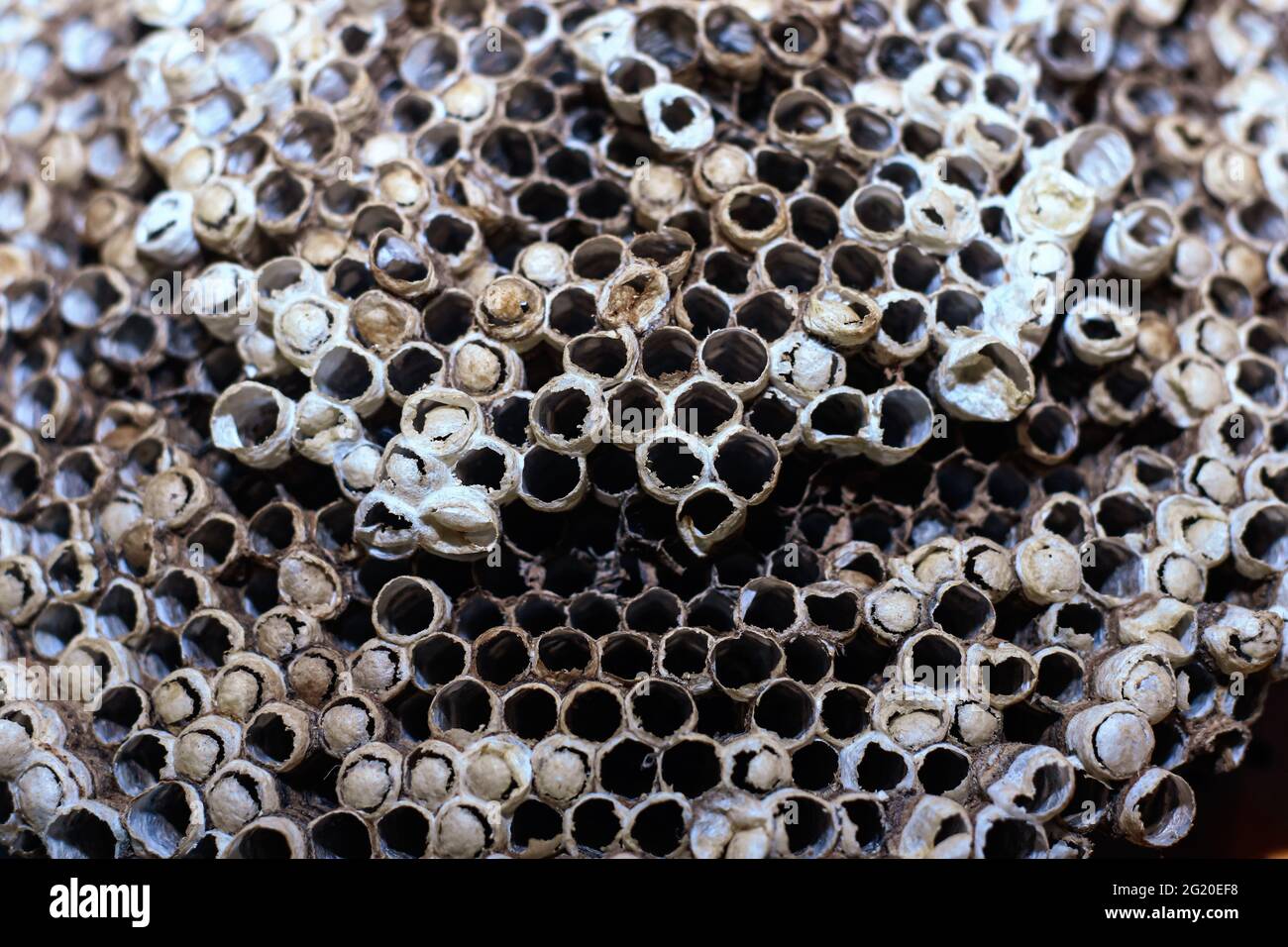 Nido d'ape vuoto nido d'ape selvaggio, vecchio, abbandonato e rotto. L'uomo, il tempo e il clima distruggono la natura. Nido d'ape formato da figure geometriche. Foto Stock