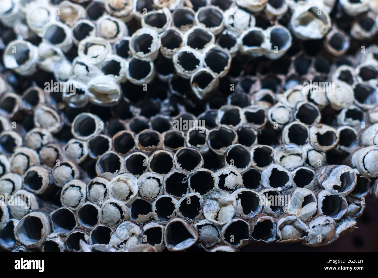 Nido d'ape vuoto nido d'ape selvaggio, vecchio, abbandonato e rotto. L'uomo, il tempo e il clima distruggono la natura. Nido d'ape formato da figure geometriche. Foto Stock