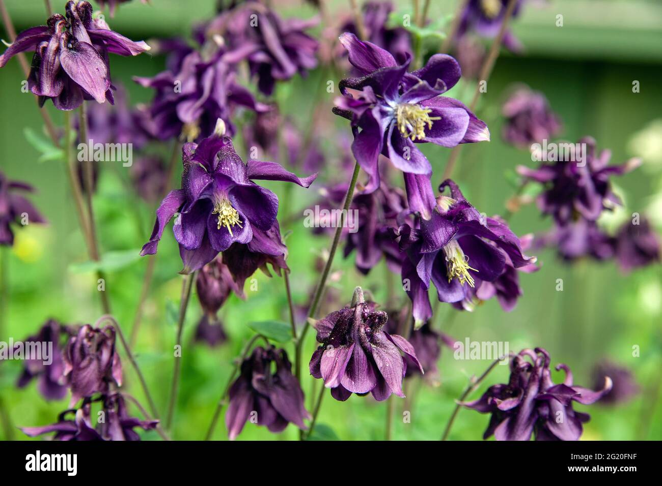 Fiore viola scuro della columbina (Aquilegia vulgaris) in un giardino privato Foto Stock