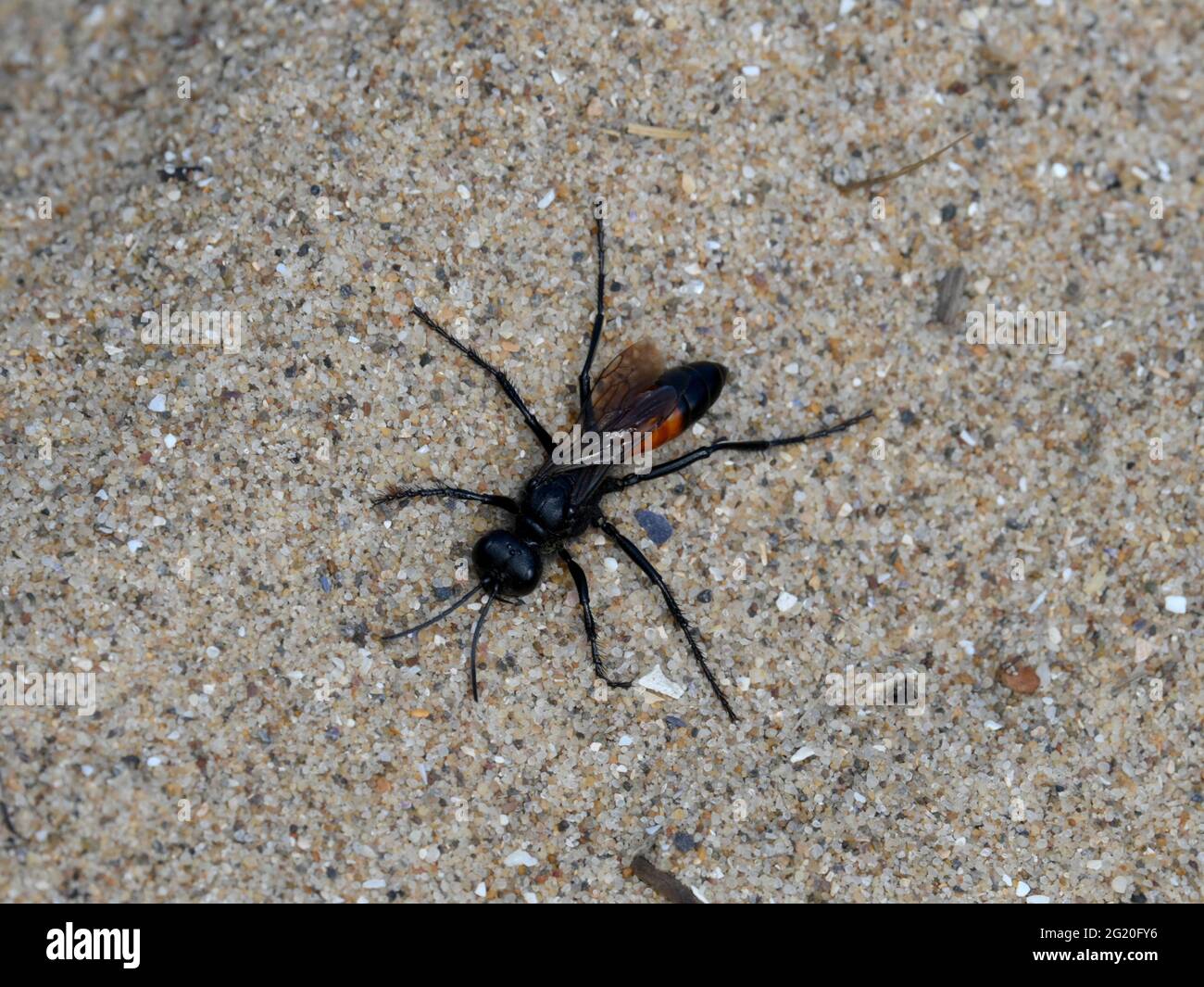 Wasp di sabbia a fasce rosse Ammophila sabulosa poggia su sabbia calda per lasciare che le sue ali si sviluppino completamente dopo essere emerso dal burrow in duna di sabbia Foto Stock