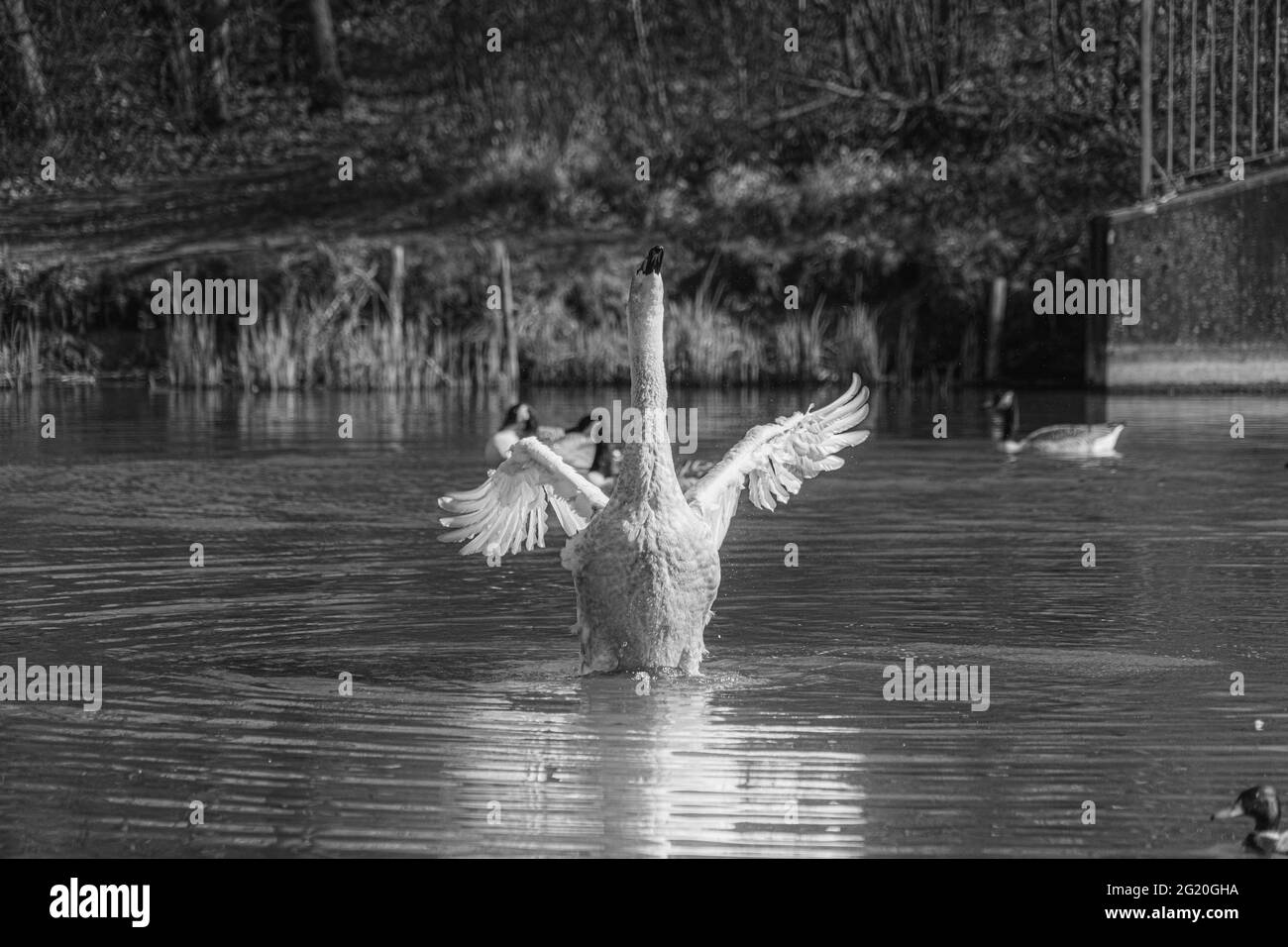 Young Mute Swan Cygnet con Feathers Grigio e Bianco lavaggio in laghetto, bianco e nero immagine monocromatica Foto Stock