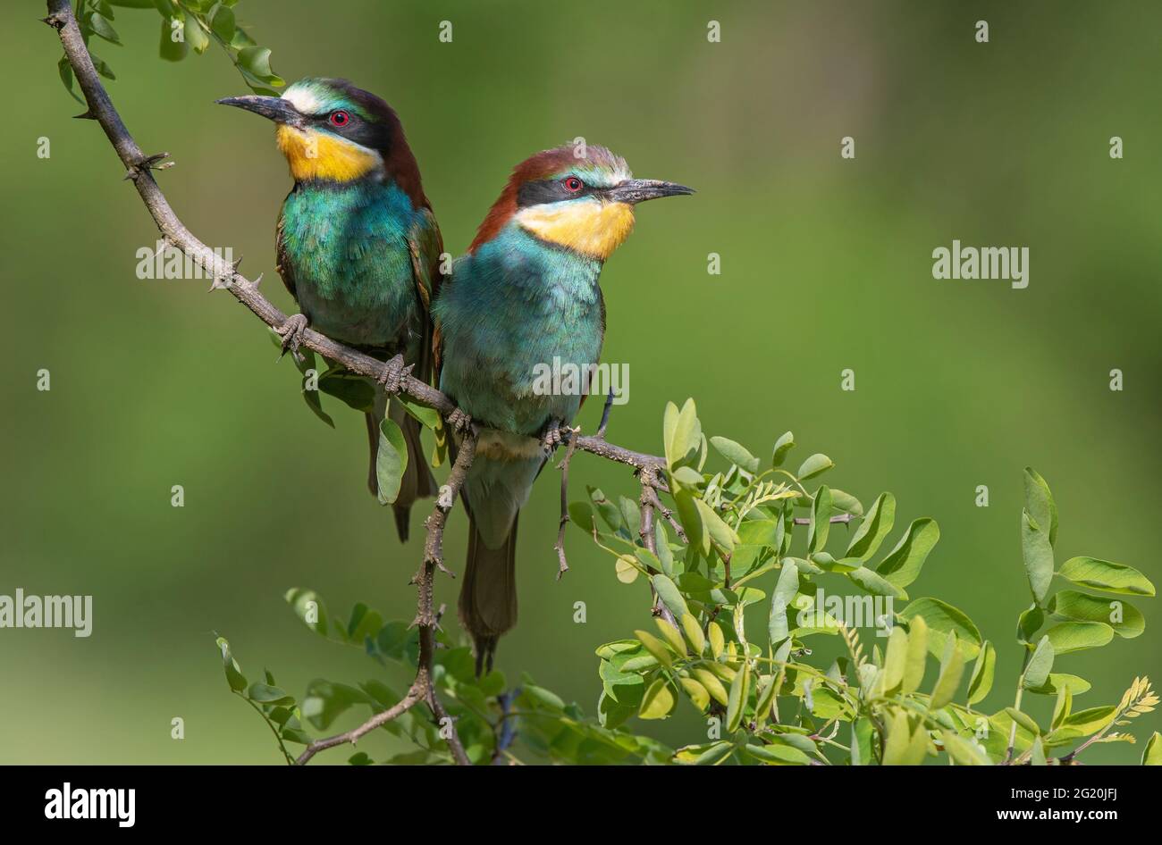 Due mangiatori europei di api (Apiaster Merops) che si batte su un ramoscello Foto Stock