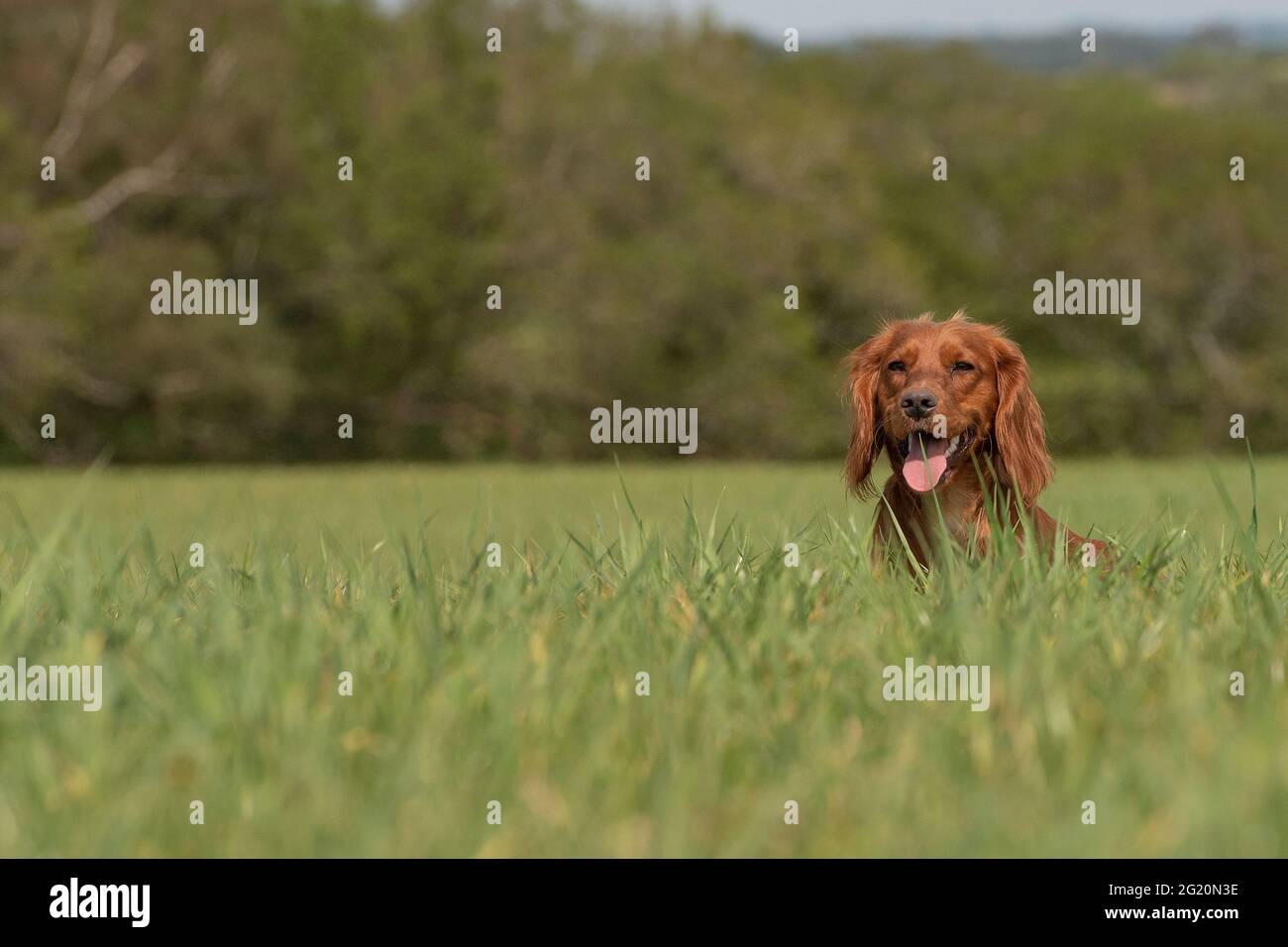 Lavorando cocker spaniel cane Foto Stock