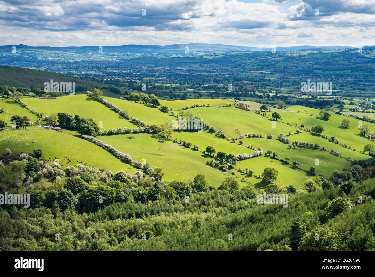 Campi verdi divisi da siepi e alberi nella valle di Clwyd. Foto Stock
