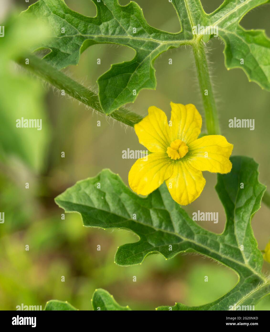 Fiore giallo di anguria con foglie verdi. Bellezza in natura in primavera Foto Stock