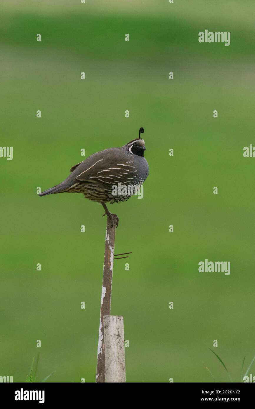 Adorabile quaglia in piedi su un palo recinto su sfondo verde Foto Stock