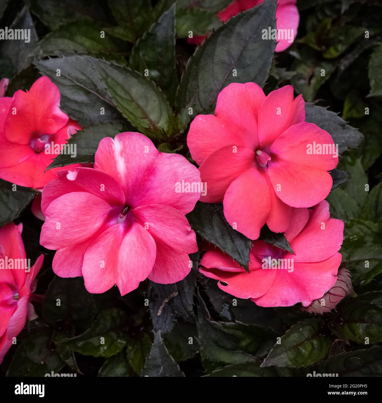 colorato rosa impaziens fiori closeup giardino impostazione Foto Stock