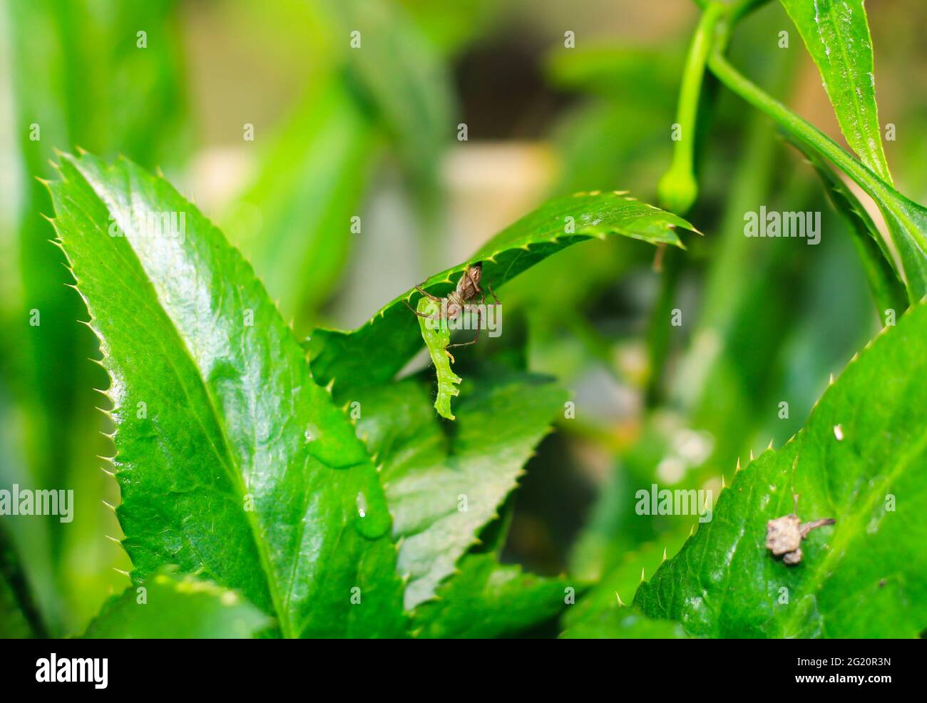 Lynx ragno (Oxyopidae) a caccia di un bruco verde. Ragnatela caccia closeup su foglie verdi. Macro ha sparato un ragno che caccia e cattura mangiare pregare. Foto Stock