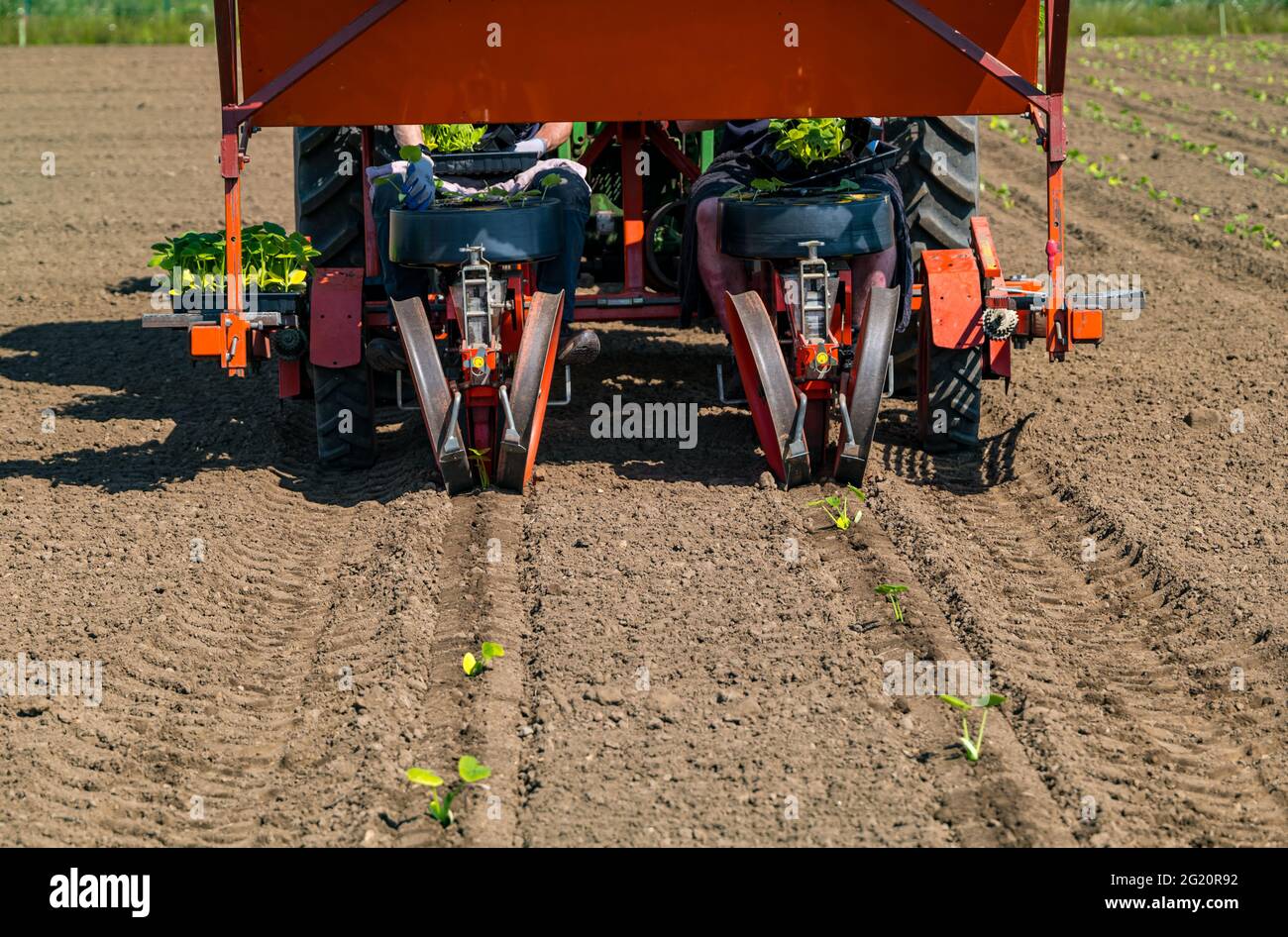 Lavoratori agricoli che piantano piantine di zucca sul campo utilizzando macchinari per trattori, Kilduff Farm, East Lothian, Scozia, Regno Unito Foto Stock