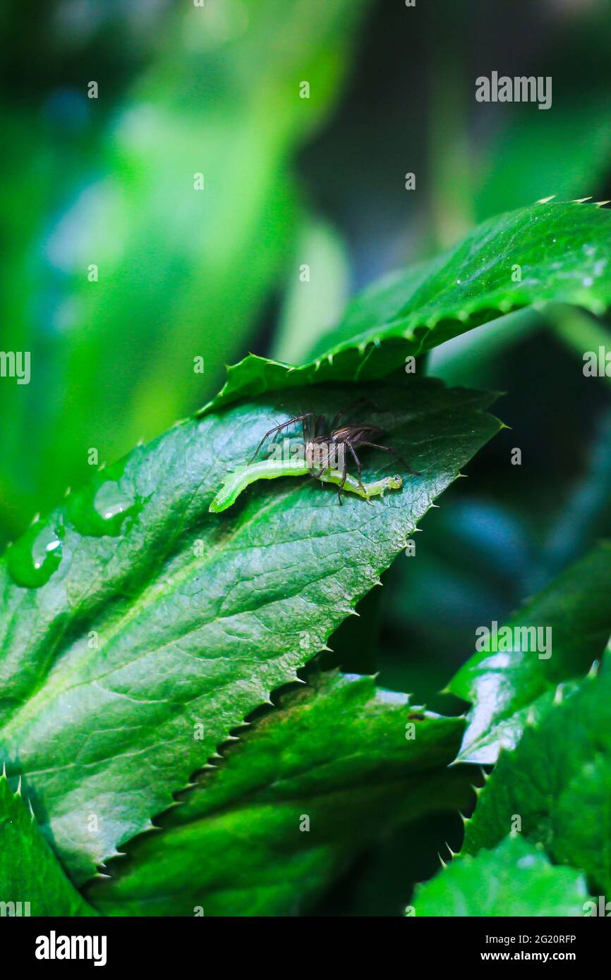 Lynx ragno (Oxyopidae) a caccia di un bruco verde. Ragnatela caccia closeup su foglie verdi. Macro ha sparato un ragno che caccia e cattura mangiare pregare. Foto Stock