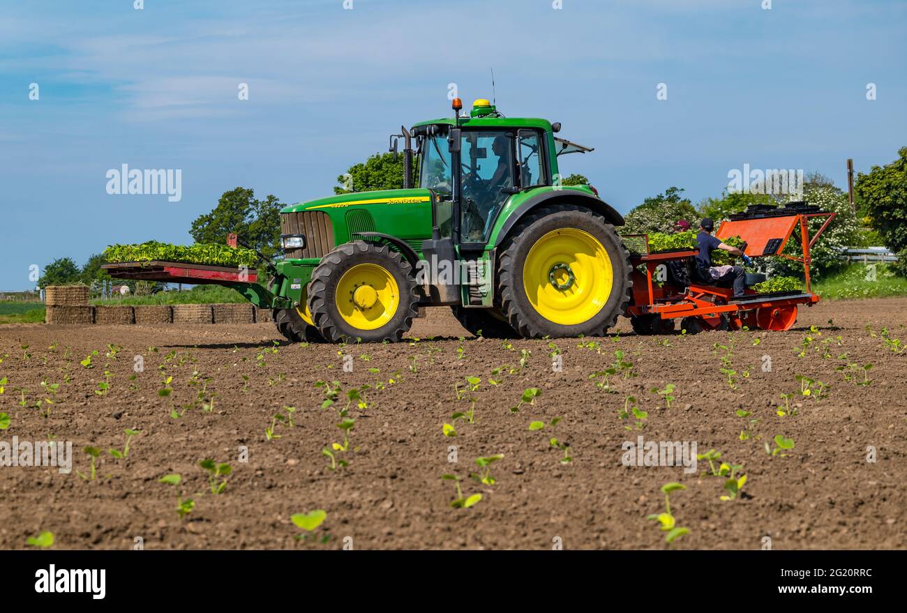 Piantine di piante di zucca piantate sul campo utilizzando macchinari per trattori, Kilduff Farm, East Lothian, Scozia, Regno Unito Foto Stock