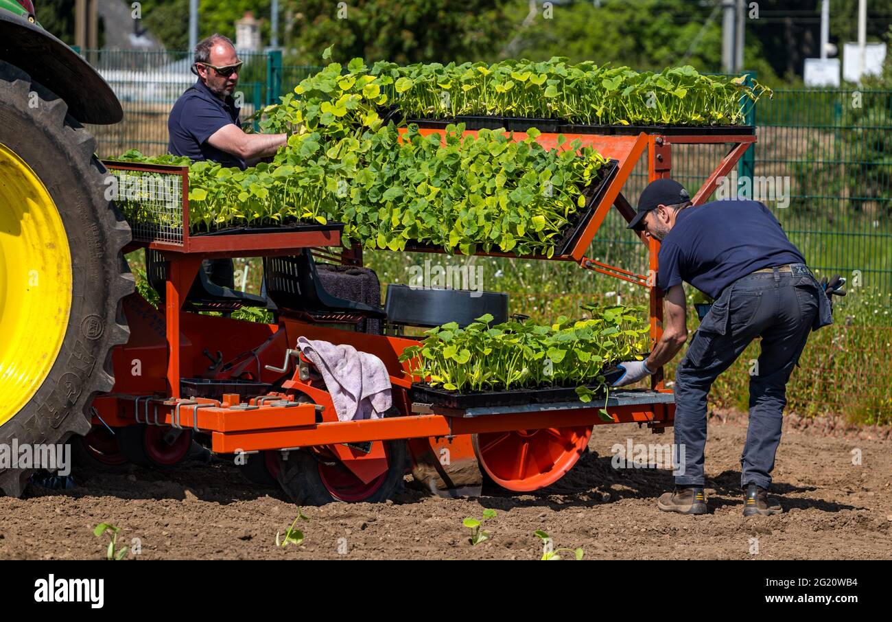 Lavoratori agricoli che piantano piantine di zucca sul campo utilizzando macchinari per trattori, Kilduff Farm, East Lothian, Scozia, Regno Unito Foto Stock