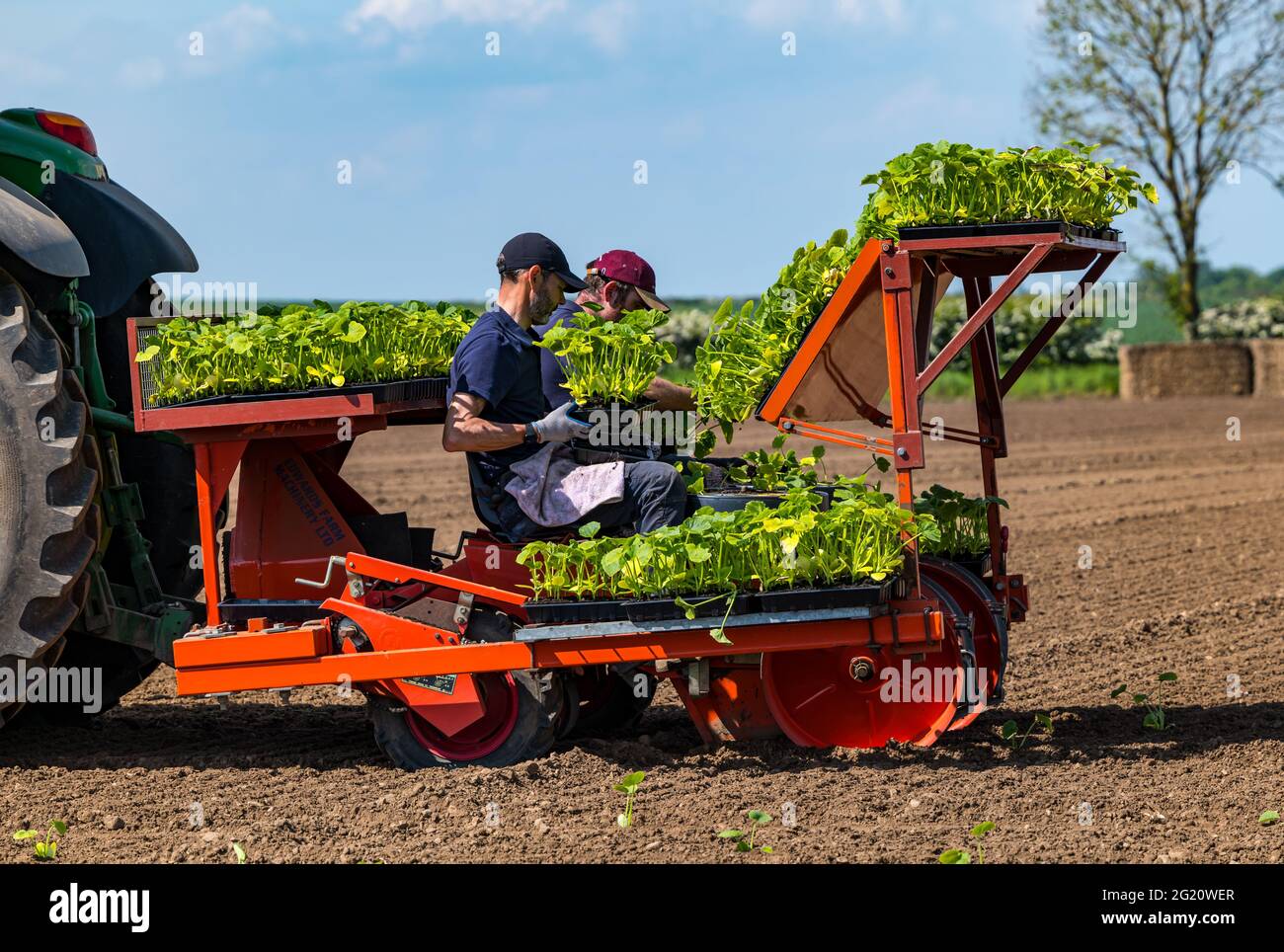 Lavoratori agricoli che piantano piantine di zucca sul campo utilizzando macchinari per trattori, Kilduff Farm, East Lothian, Scozia, Regno Unito Foto Stock