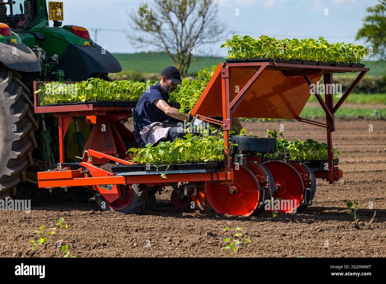 Lavoratori agricoli che piantano piantine di zucca sul campo utilizzando macchinari per trattori, Kilduff Farm, East Lothian, Scozia, Regno Unito Foto Stock