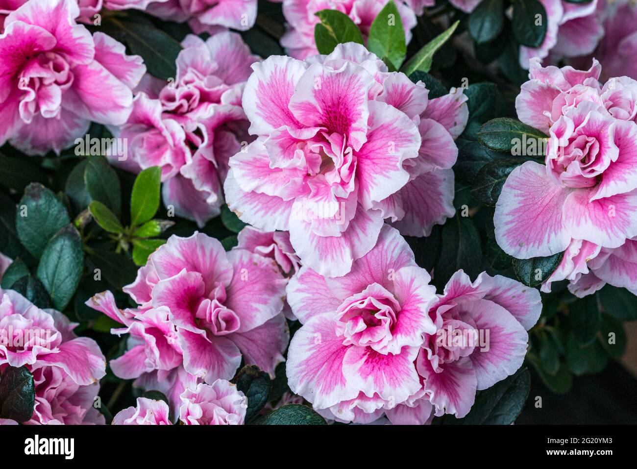 Immagini di viaggio e belle arti realizzate da Mary Catherine Messner a Mystic, Connecticut Foto Stock