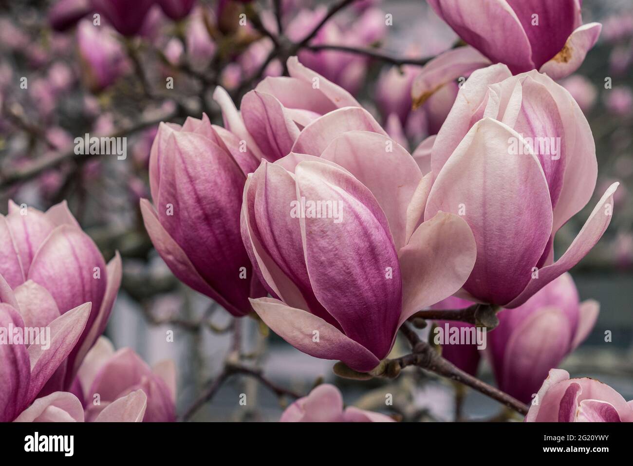 Immagini di viaggio e belle arti realizzate da Mary Catherine Messner a Mystic, Connecticut Foto Stock