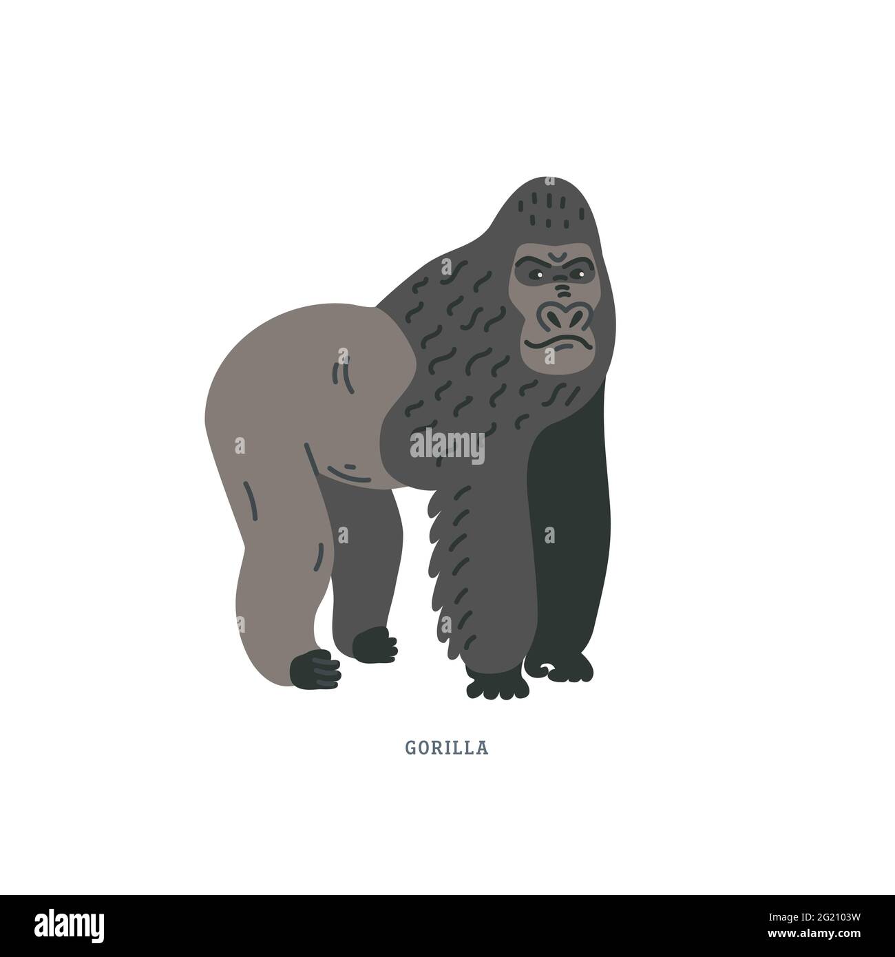 Gorilla - scimmia di terra-abitazione. Gorilla - il primate più grande dell'Africa. Illustrazione vettoriale colorata in stile cartoon piatto su sfondo bianco. Illustrazione Vettoriale