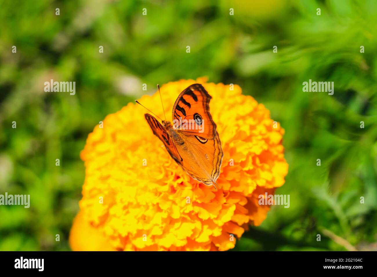 Peacock Pansy o Junonia almanac farfalla con nettare dolce su un fiore. Macro farfalle che raccolgono miele e pollinato. Foto Stock