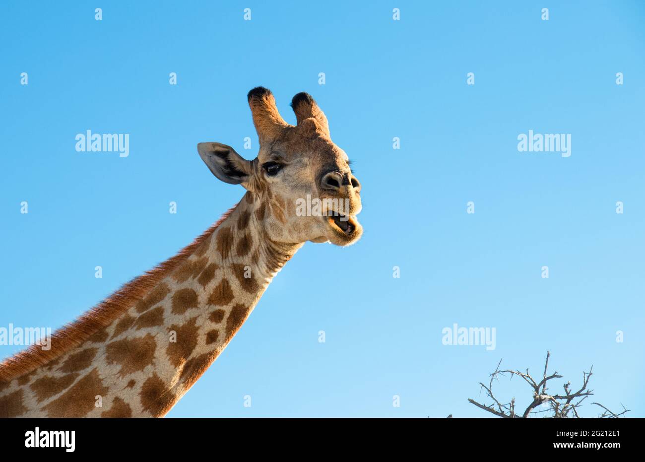 Ritratto di una singola giraffa che guarda verso la telecamera durante un game drive nel Parco Nazionale di Etosha, Namibia. giraffe contro il cielo blu chiaro Foto Stock