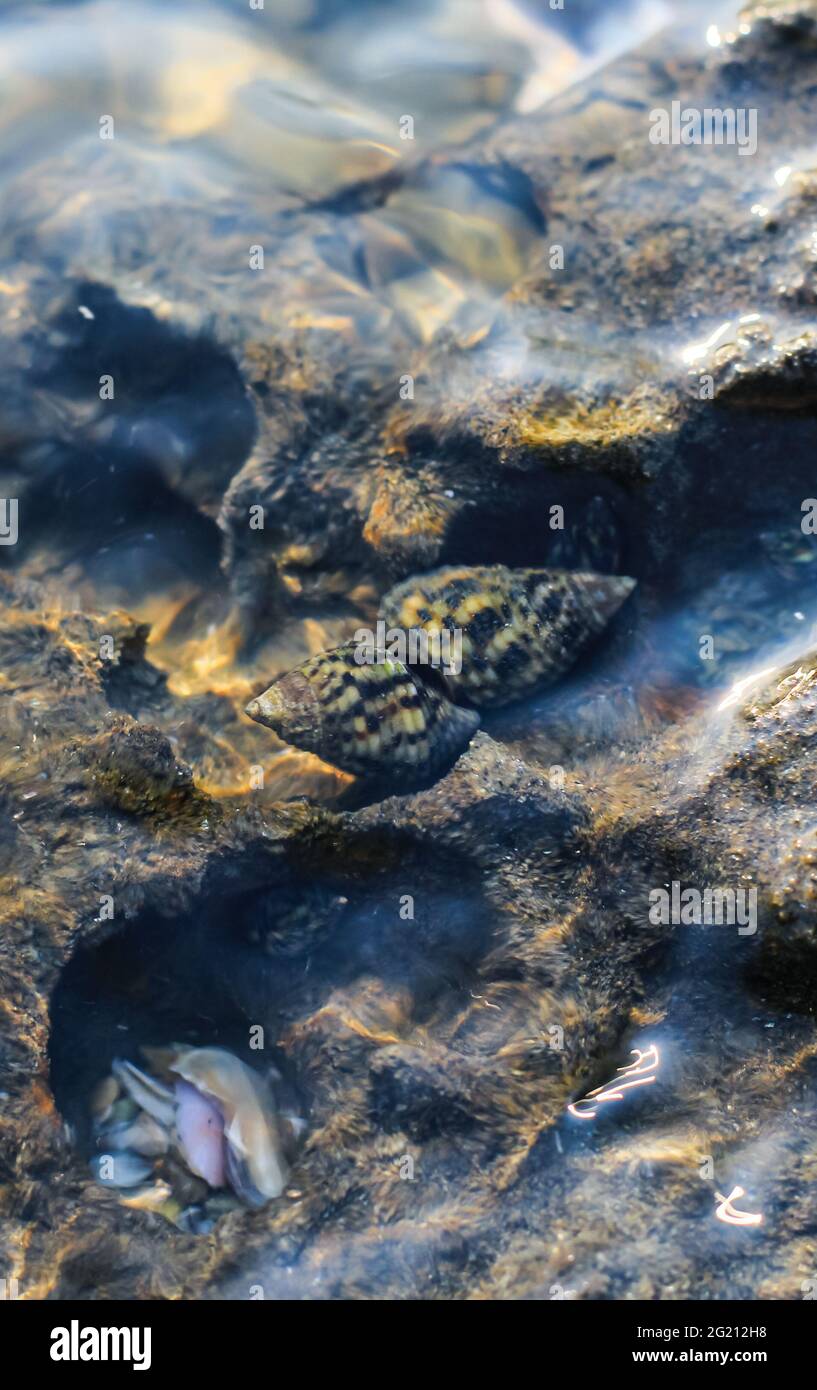 Fotografia rara, Alive seashell che si allena sott'acqua. Conchiglia viva che si accoppia sott'acqua. Fotografia subacquea. Foto Stock