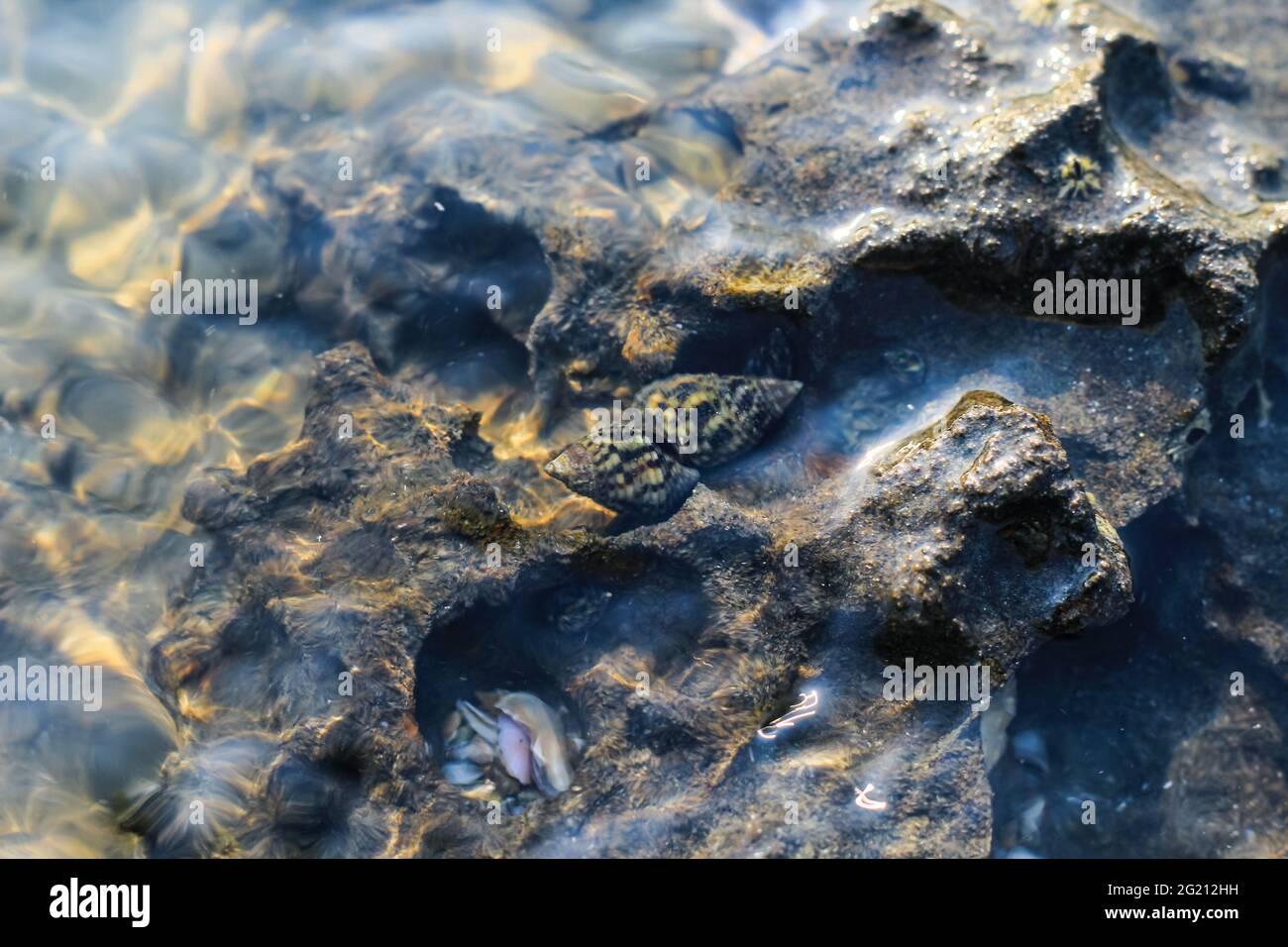 Fotografia rara, Alive seashell che si allena sott'acqua. Conchiglia viva che si accoppia sott'acqua. Fotografia subacquea. Foto Stock