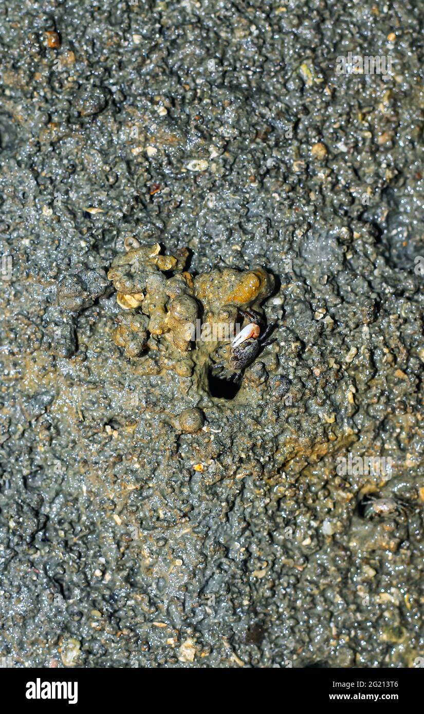 Granchi sulla spiaggia facendo le loro case. Il granchio di mare sta facendo la casa dal mare perché la protezione del mare sta arrivando. Foto Stock