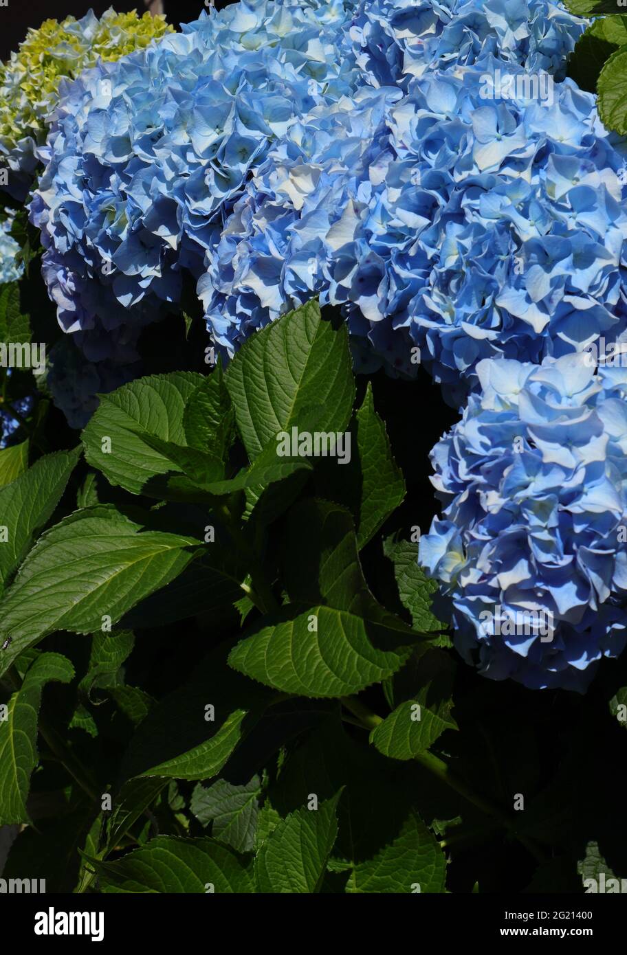 Blue Hydrangea o Hortensia (Hydrangea macrophylla) Bush in fiore, Sintra, Lisbona, Portogallo. Foto Stock