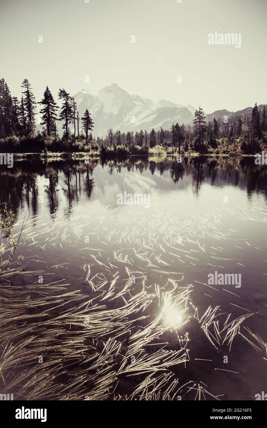 Monte Shuksan desaturato riflette in Picture Lake con erbe interessanti Foto Stock