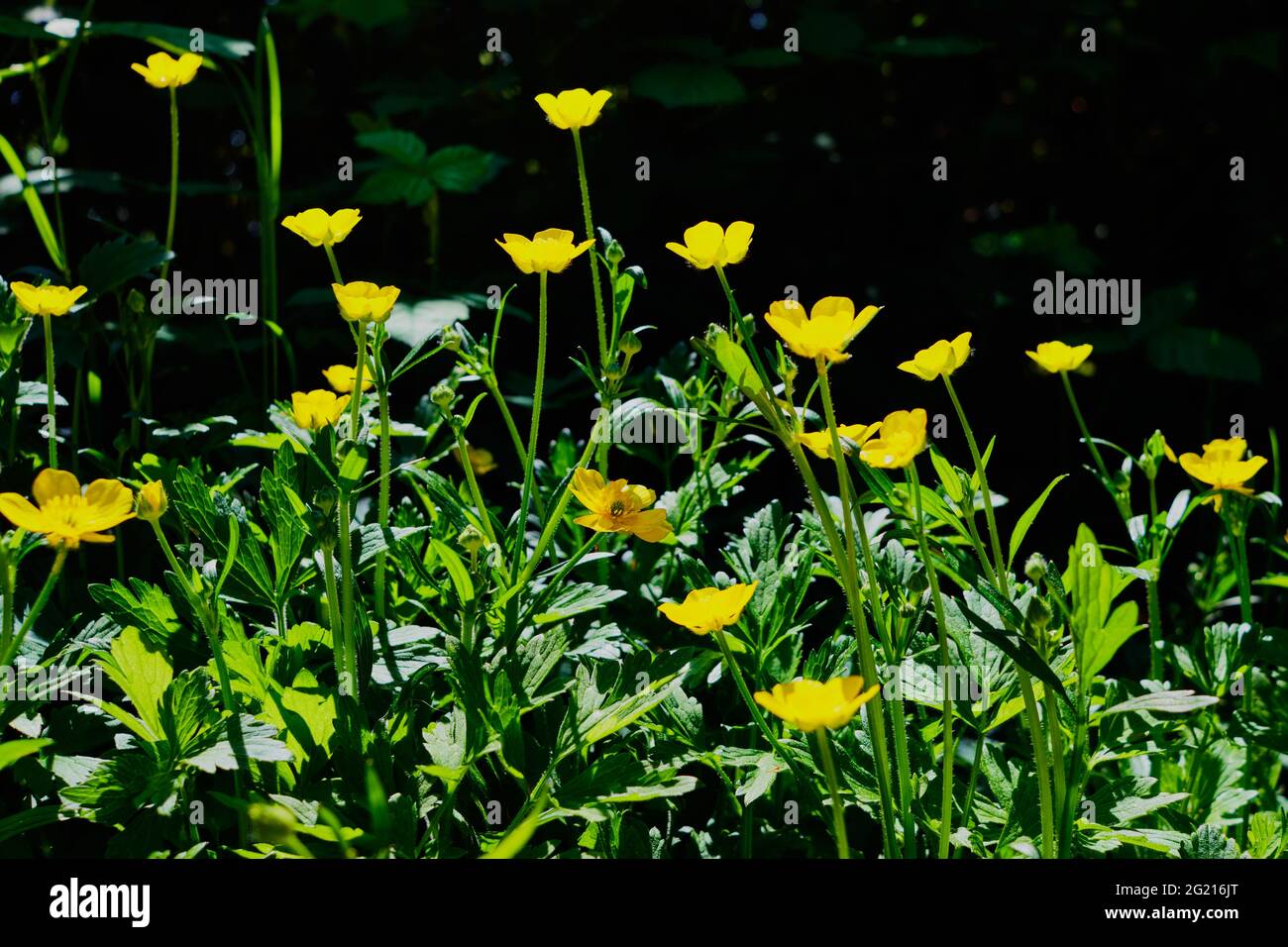 Latticini gialli luminosi presi in profilo contro uno sfondo verde scuro di vegetazione. Foto Stock