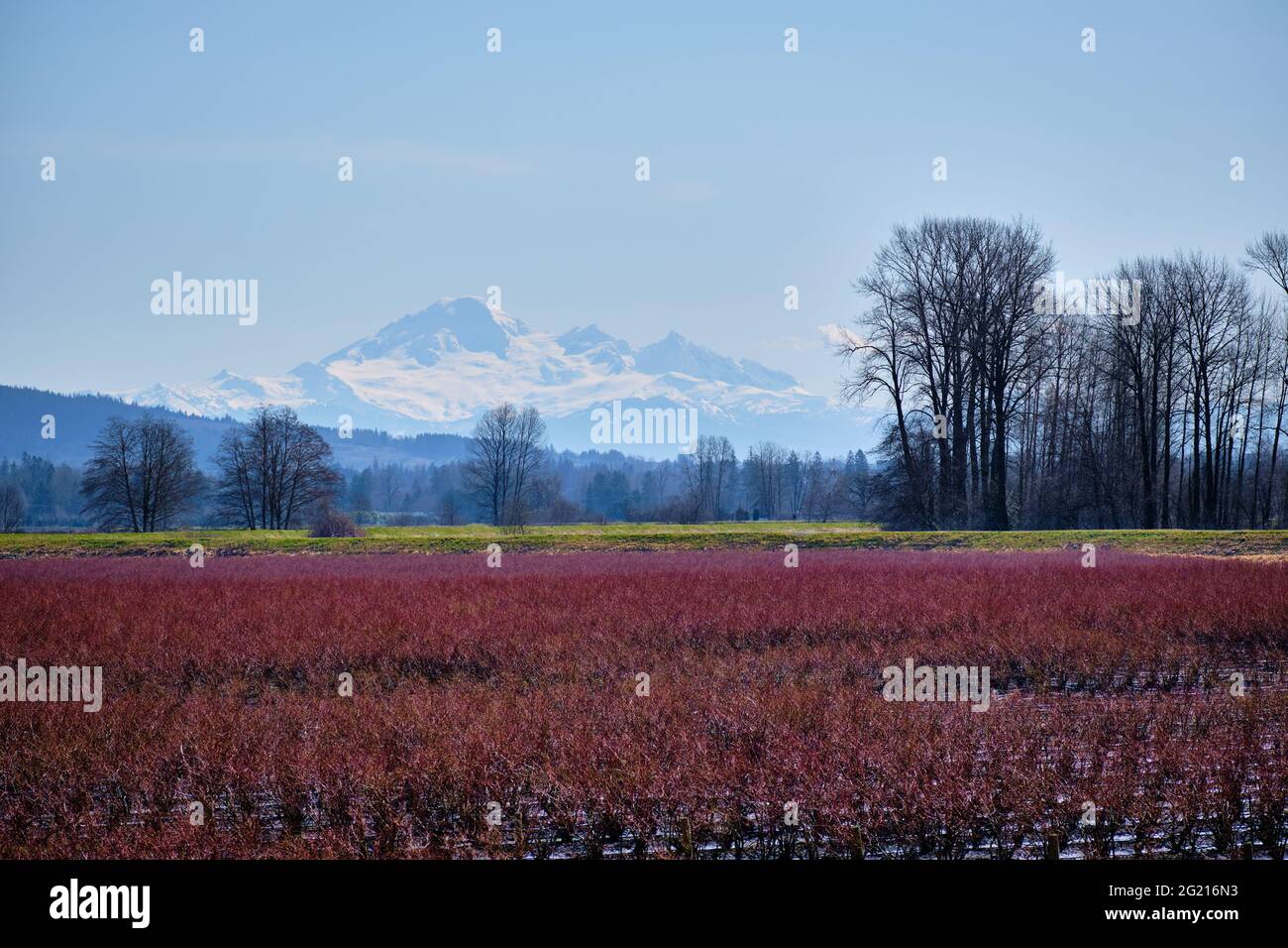 Inverno a Pitt Meadows: Abbondante neve sul glorioso Monte Baker, mentre i campi di mirtillo si illuminano di rosso al sole Foto Stock