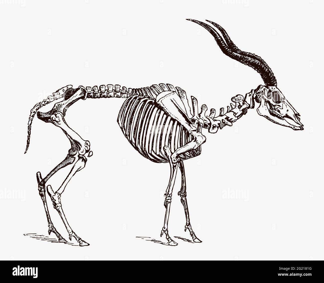 Lo scheletro di addax nasomaculatus in pericolo critico in vista del profilo, dopo l'incisione antica del 19 ° secolo Illustrazione Vettoriale