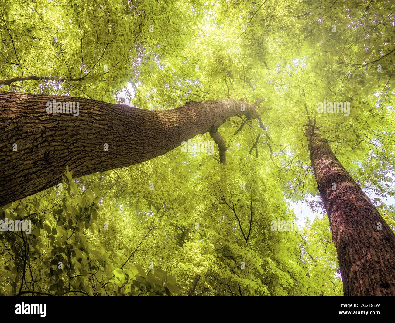 Le corone dell'albero di quercia in primavera - guardando verso l'alto Foto Stock