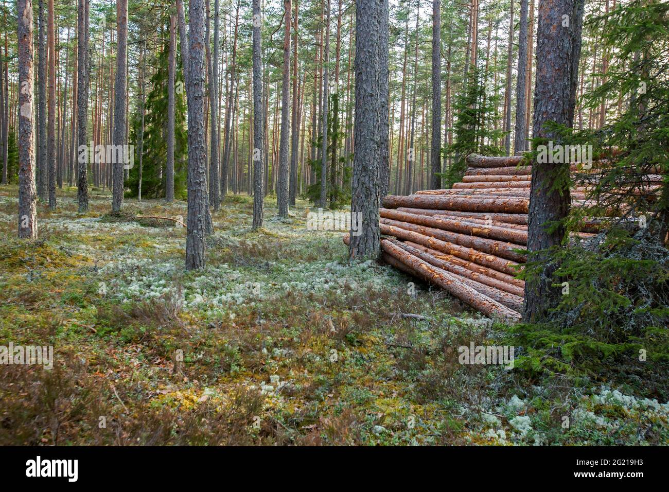 Pila di legno nella foresta. I tronchi abbattuti si accatastavano insieme in una bella pineta nella natura estone Foto Stock