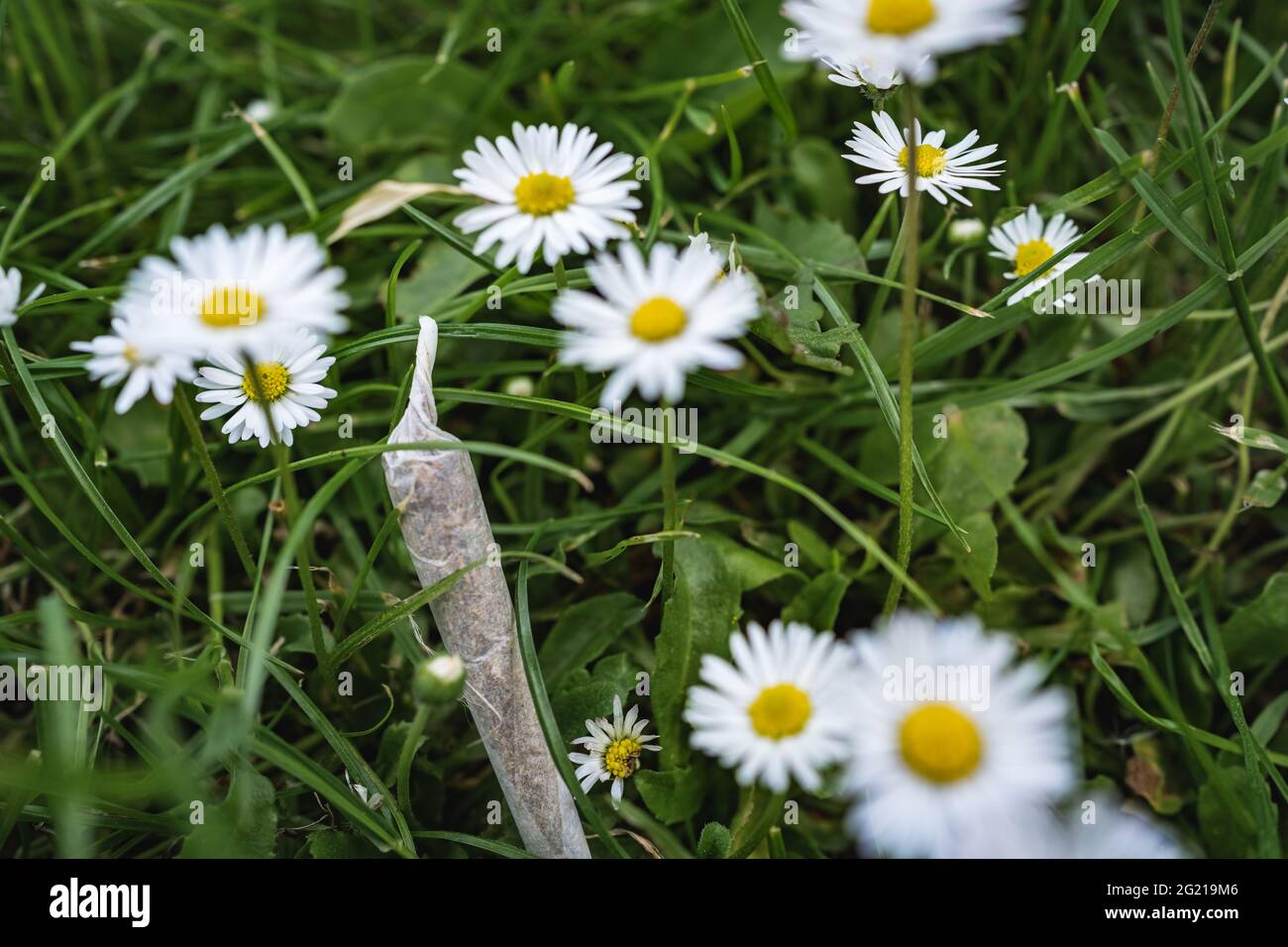 Marijuana comune tra le scorie comuni Foto Stock