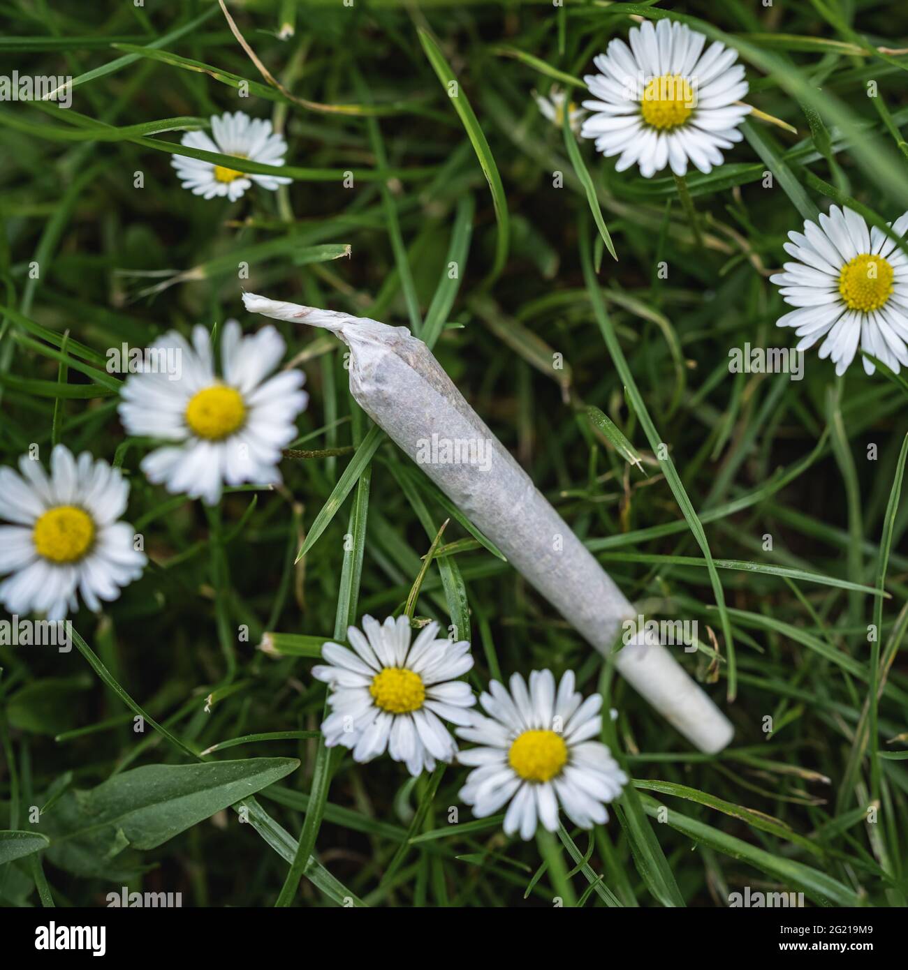 Marijuana comune tra le scorie comuni Foto Stock