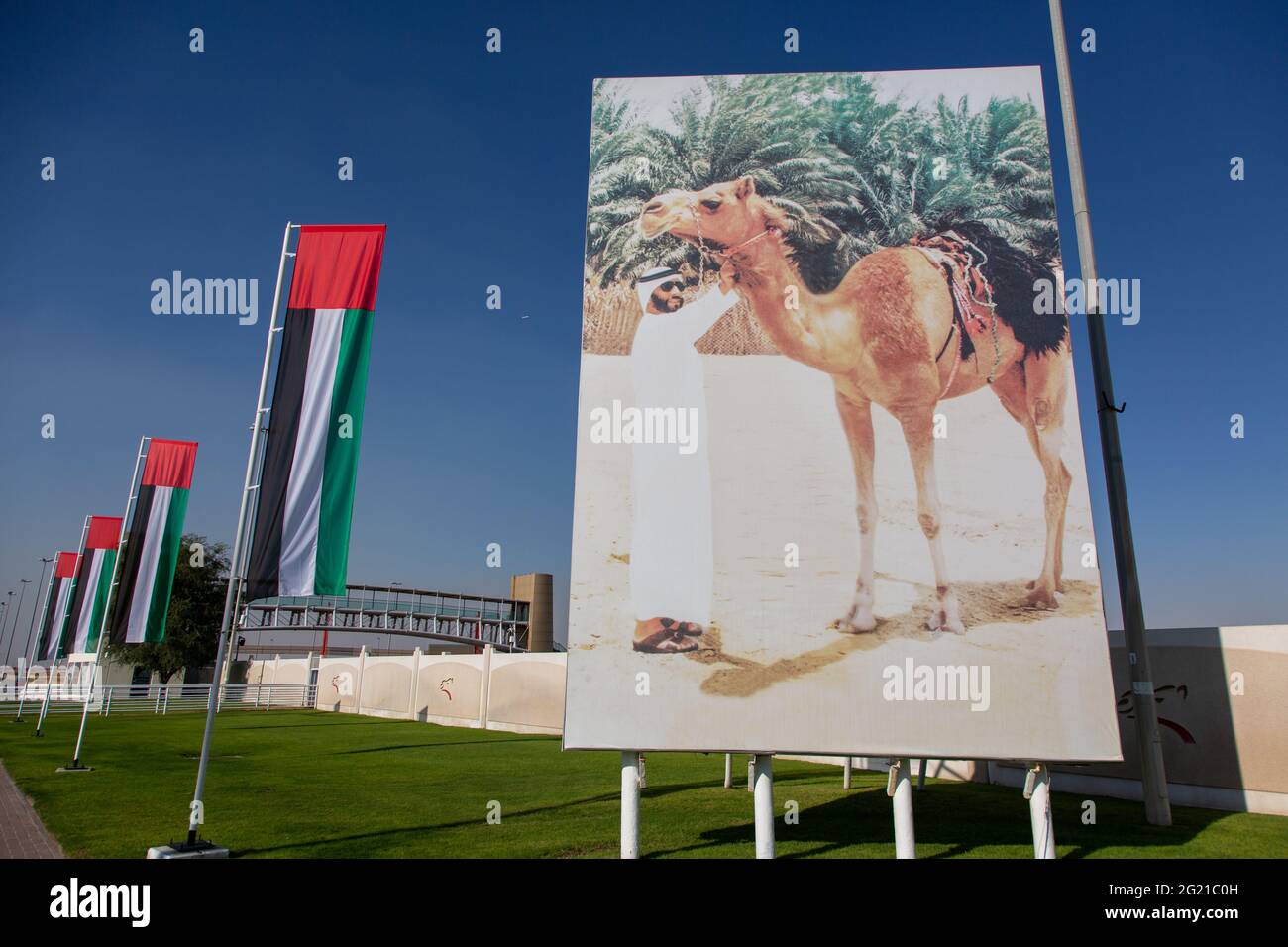 Una foto di Sheikh Zayed bin Sultan al Nahyan, il padre fondatore degli Emirati Arabi Uniti con un cammello al Marmoom, Camel Race Track, Dubai, Emirati Arabi Uniti. Foto Stock