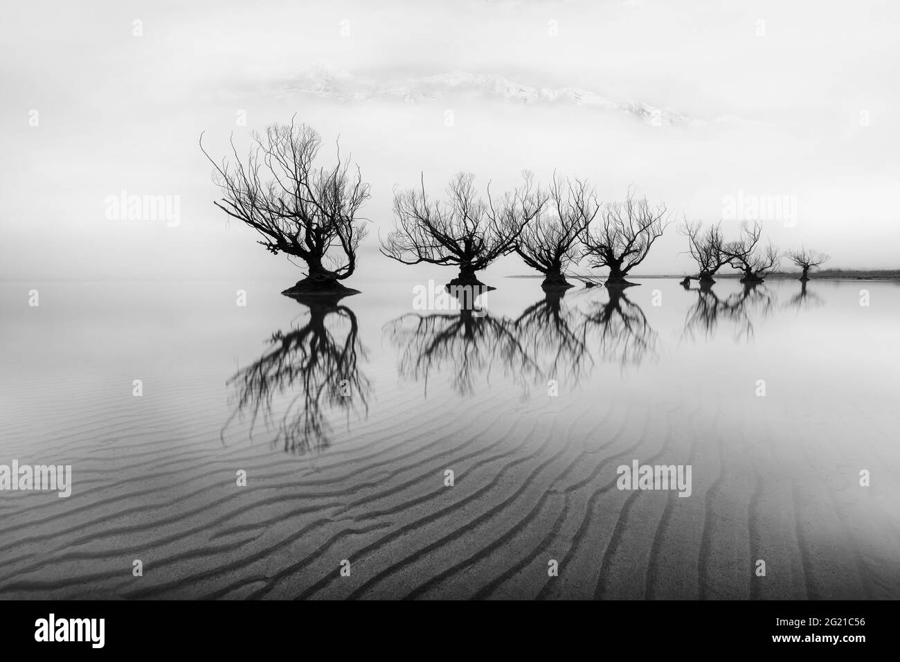 Linea di alberi di Glenorchy in nebbia Foto Stock