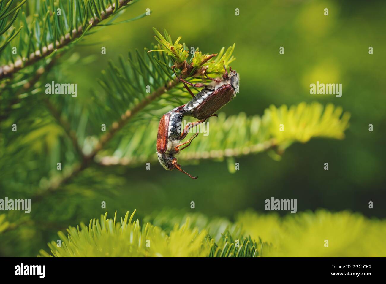 Galli appesi o possono insetti mentre si alleva su un albero sempreverde soleggiato, questi insetti sono riproduttori ogni due anni e sono un pericolo per l'agricoltura come Foto Stock