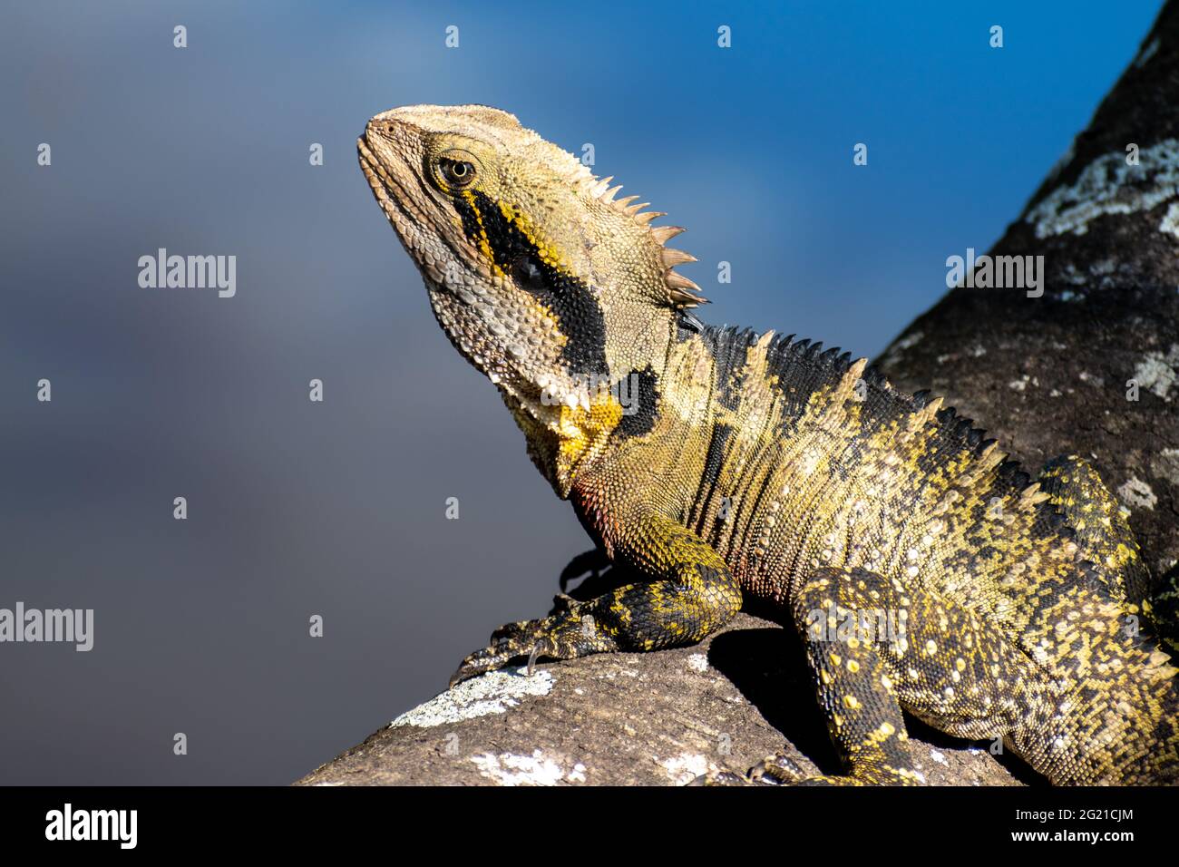 Drago d'acqua orientale (Intellagama lesueurii lesueurii) su un tronco vicino ad un fiume in Queensland, Australia Foto Stock