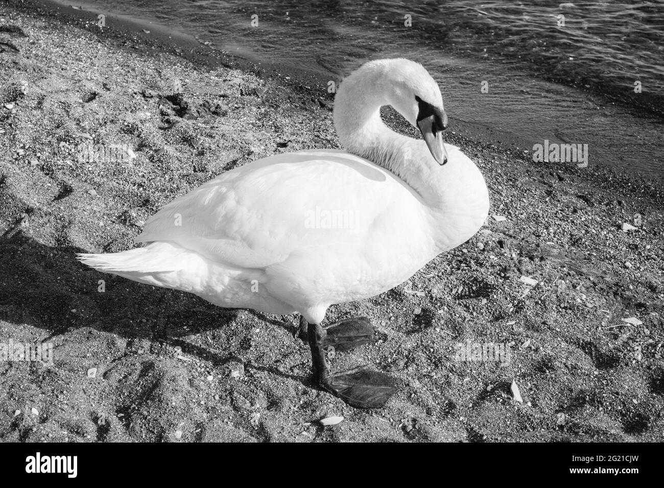 Bella cigno bianco con una suggestiva luce dorata pomeridiana sul lago di Bracciano, vicino a Roma, Italia Foto Stock Bella cigno bianco con una suggestiva luce dorata pomeridiana sul lago di Bracciano, vicino a Roma, Italia Foto Stock
