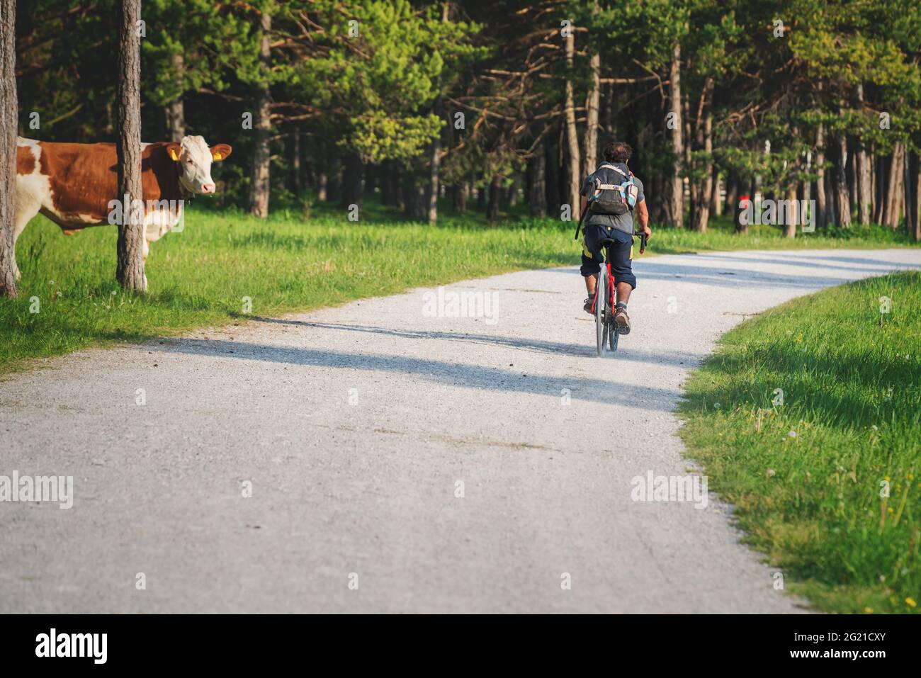 Mieming, Tirol, Austria - 1 giugno 2021: Mucca che guarda un ciclista di mountain bike che corre lungo il soleggiato sentiero alpino circondato da boschi Foto Stock