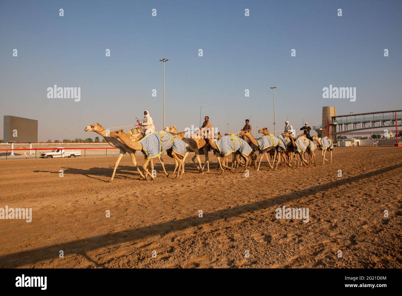 Allenamenti in cammello al Marmoom Camel Race Track, Dubai, Emirati Arabi Uniti Foto Stock