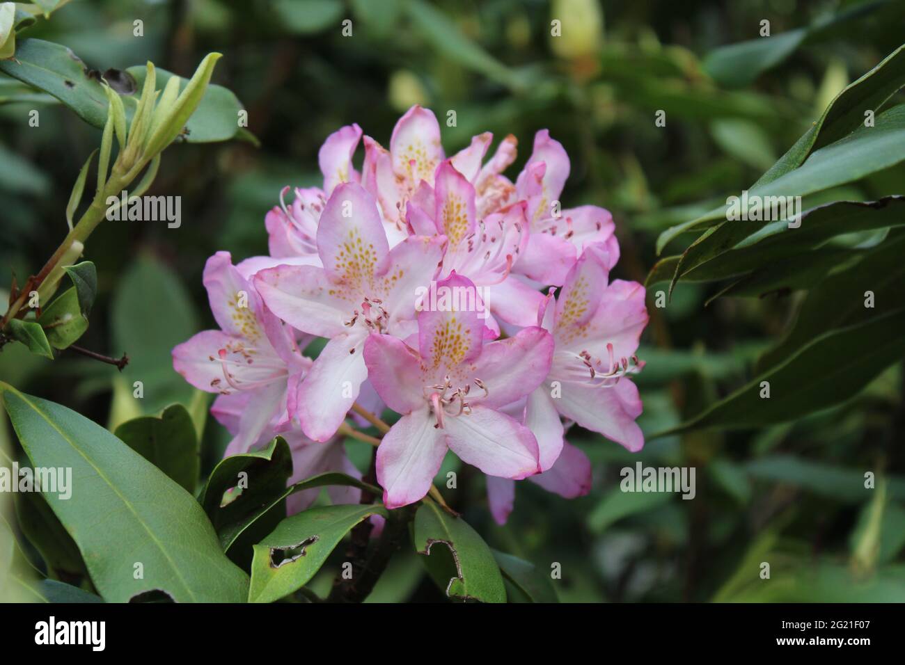 Un cluster completamente fiorito di fiori rosa rododendri Foto Stock