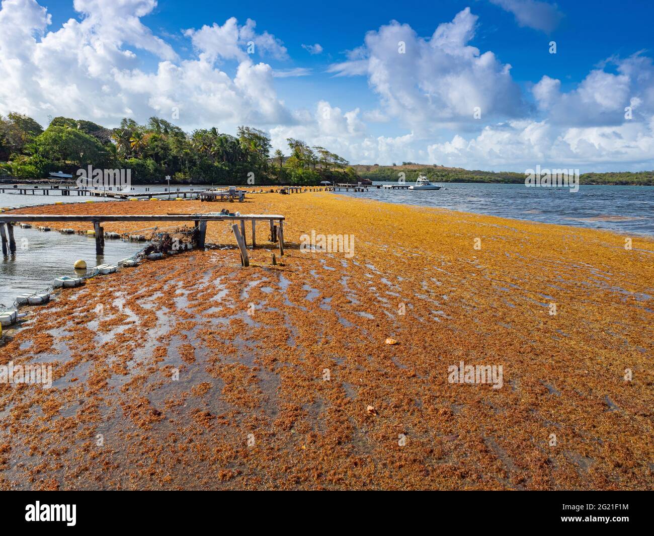 Invasione di alghe di Sargassum nei Caraibi Foto Stock