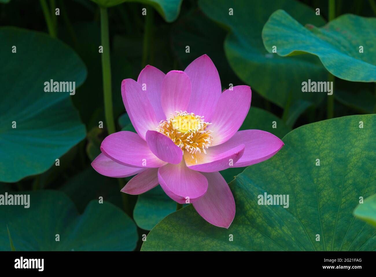 Fiore di loto (Nelumbo nucifera) nel Giardino di Koko-en a Himeji, Giappone Foto Stock